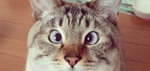 那些成为表情包的猫咪原本叫什么名字惊讶猫霸气,不爽猫有内涵