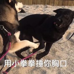 说出来你可能不信,你养的不是狗,是个神经病