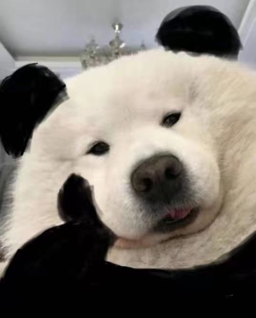 狗听音乐表情包蹦迪