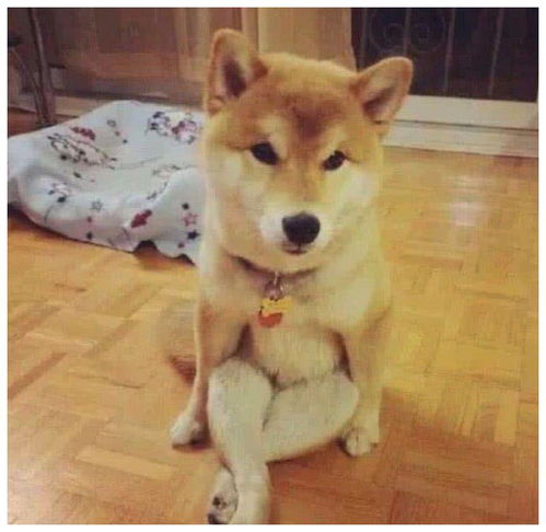 狗狗总喜欢靠近小主人,主人从不担心感激有它