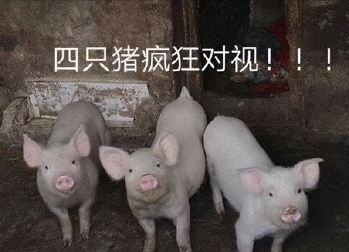 老师骂学生猪头不可以,已违法