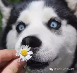 养了二哈,你就拥有了一个强大的表情包保证你每天笑的合不拢嘴