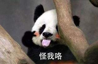 一个国家都养不起的大熊猫,你真的不来看看吗