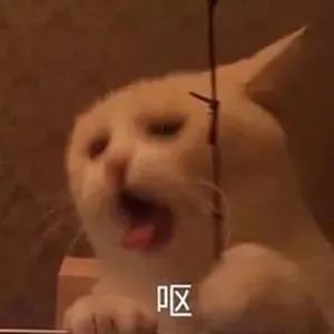 表情包杂七杂八斗图精选系列含动图20210904