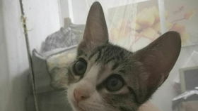 对着镜头就成了表情包养了只假橘猫