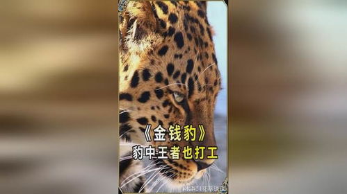 豹中高富帅金钱豹也是打工豹吗