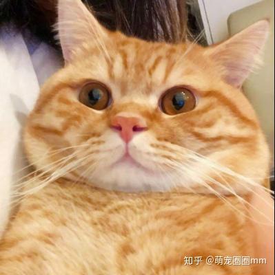 微信表情包胖男孩动画橘猫