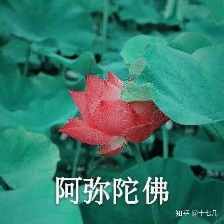 为什么很多中年妇女喜欢用荷花莲花荷塘图片做头像