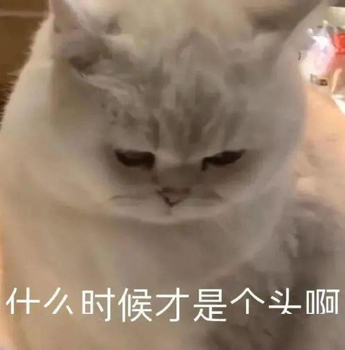 沙雕表情包