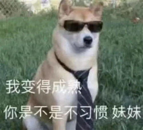 乘风破浪的狗狗