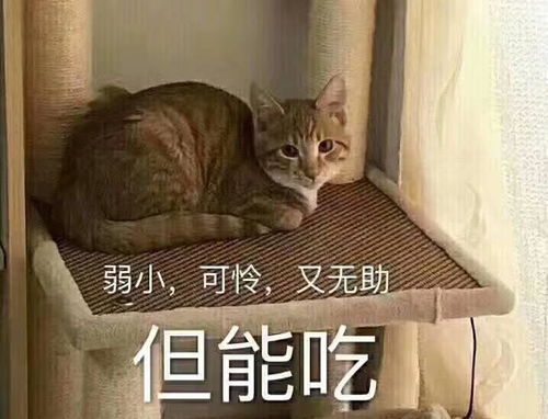 细数那些年喵星人撒过的娇,肯定有你家的