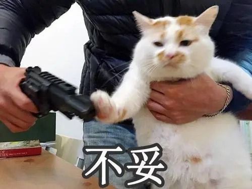 猫的表情包卖萌王梦龙