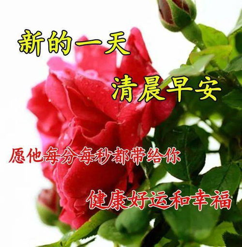 8月初秋漂亮清晨早上好问候祝福动画表情鲜花图片清晨群发早安问候祝福语短信