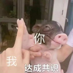 表情包晚安,祝好梦