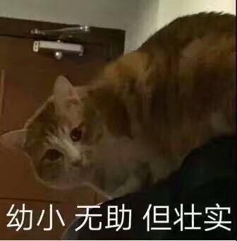 猫咪土味情话表情包看你那么傻,抱抱好了