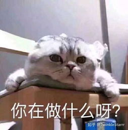 有哪些适合和喜欢的男生聊天女生用的可爱表情包