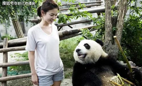 亲亲我的爱人表情包熊猫