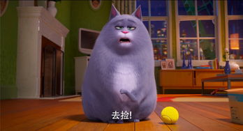 普通高等学校猫语听力考试现在开始