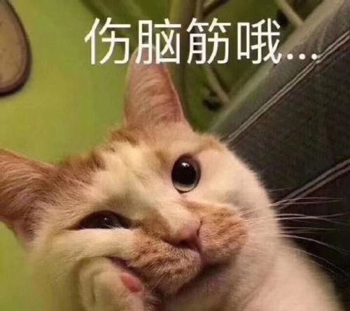 为什么你在打猫时,猫咪不还手,原因让人心酸
