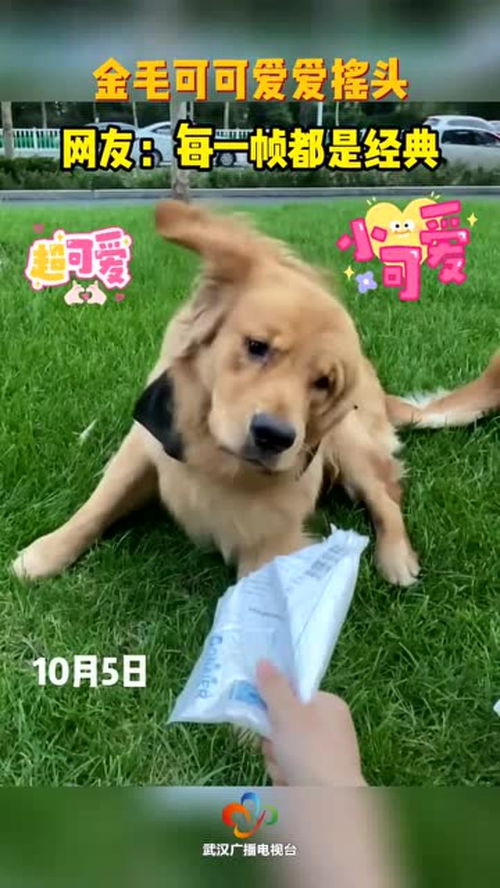 可爱萌宠摇头表情包