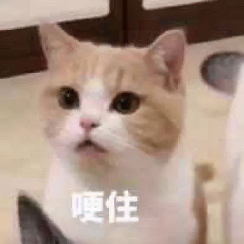 北上广深的财会审实习生,真的活不下去了