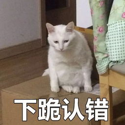 你们知道吗猫也是会有烦恼的