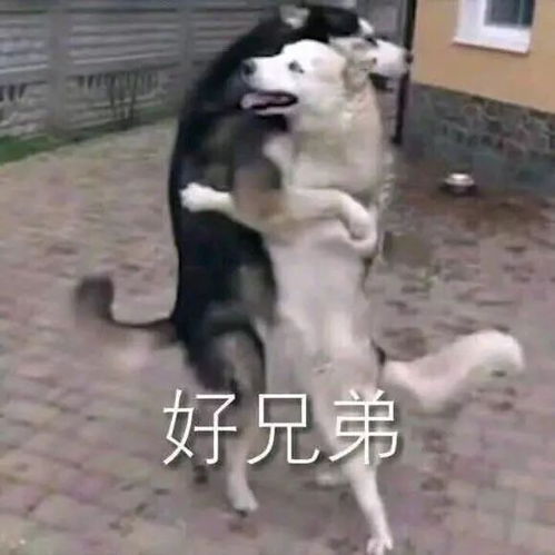 沙雕狗狗表情包来袭,赶紧收起来
