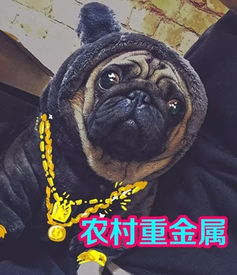 阿怪表情包第三期,狗笑得无邪,表情包疯了世界