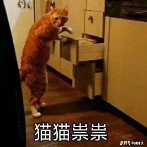 热门表情包图片带我吃鸡好吗