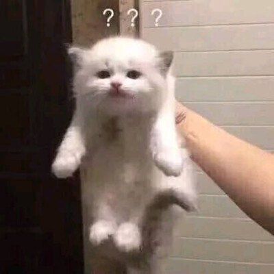 抖音一排猫咪点头表情包手机app下载抖音一排猫咪点头表情包破解版下载v1.0
