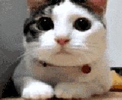 关于铲屎官天天都在说的猫咪应激反应,你到底了解多少