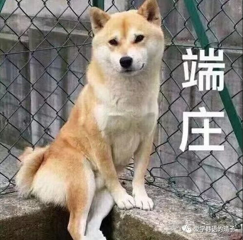 那些年学习韩语闹过的笑话