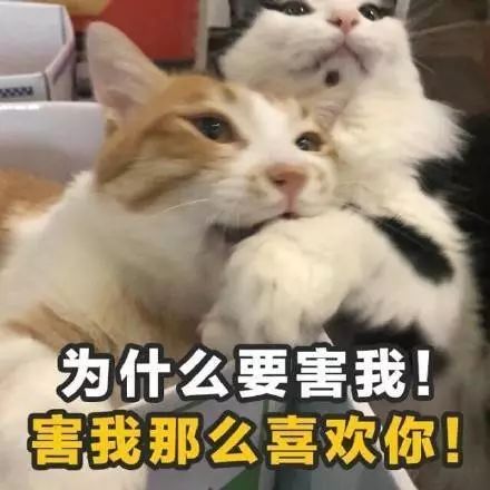 给你抱抱的表情包土味情话