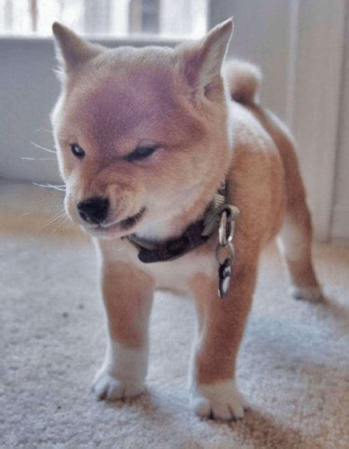 柴犬为什么总是被卡住狗头