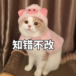 一条全是聊天常用的表情包,都是新图