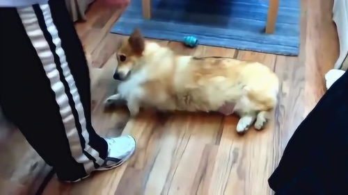 柯基犬不想跟主人外出,秒变心机狗,主人拿它也没办法