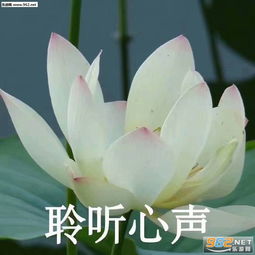 似水流年中老年表情图片心平气和佛系表情包下载乐游网游戏下载