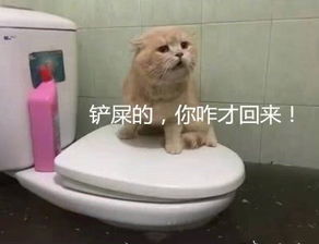 男子家中被水淹没,小猫站在马桶上一动不敢动,表情把网友笑喷