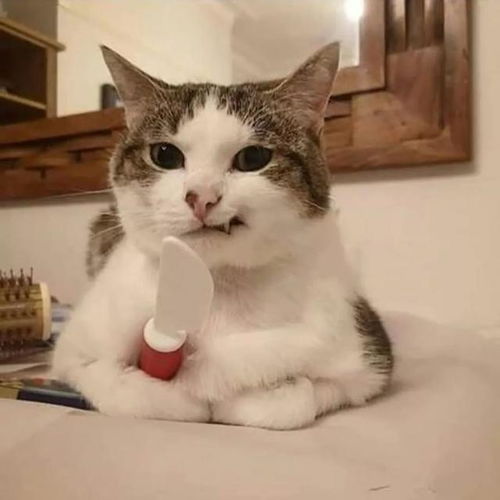 当沙雕猫咪表情包变成了小清新水彩画