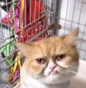 并不是所有猫都能吸动的,看到这些猫只想说小别致长得真东西嘿