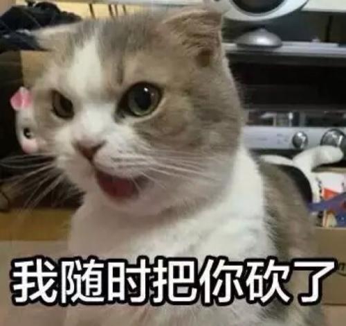 打老板表情包猫咪