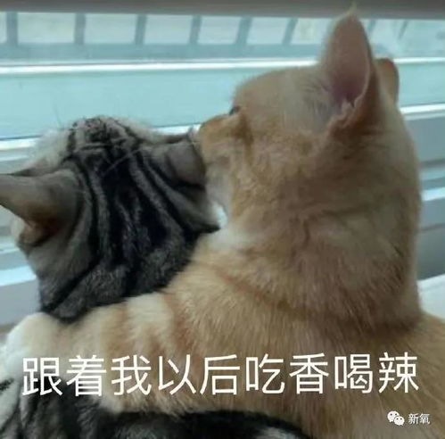 靠化妆实现换头的自我研究大师钟楚曦,respect