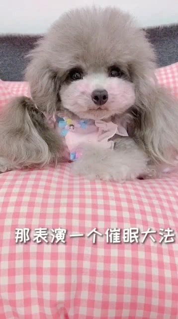 主人催眠糯米,看它的小表情太讨人喜欢了,好可爱的毛孩子