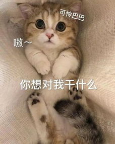 斗图表情包你去哪跟谁几点回回来还爱我吗