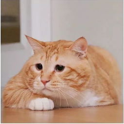 萌宠网红日本这只胖丧橘猫,别是只猪变的吧
