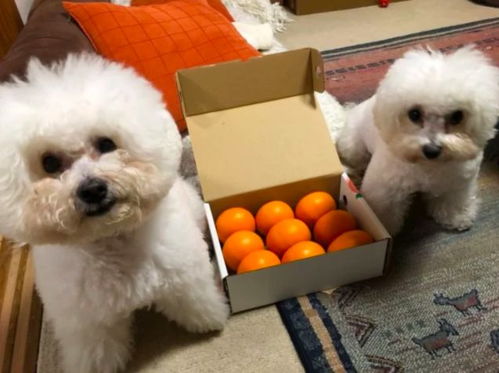 给你抱抱的表情包比熊犬