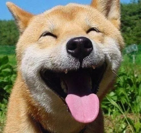 柴犬为什么叫戏精看了这些表情包你就知道了