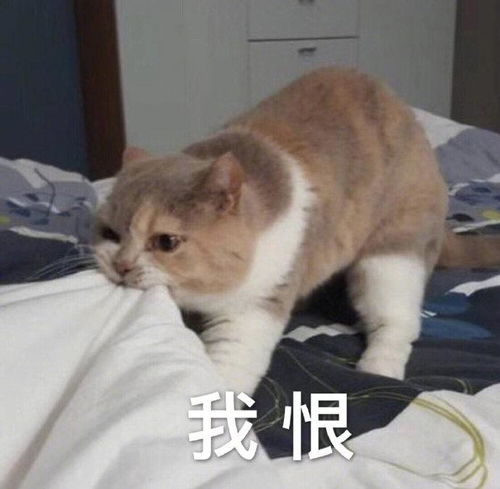手机里那些最宝贝的表情包,速来收图