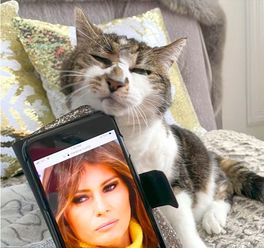 美国小猫和第一夫人梅拉尼娅撞脸,表情神似一副冷漠脸,都很漂亮
