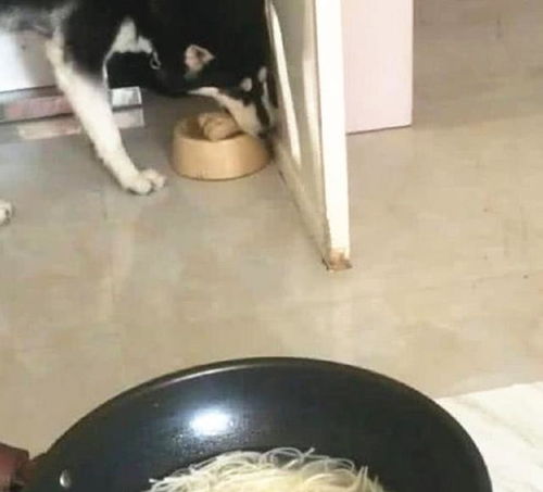 二哈看见主人饭菜寒酸,于是慷慨解囊,拿出自己的骨头给主人加餐